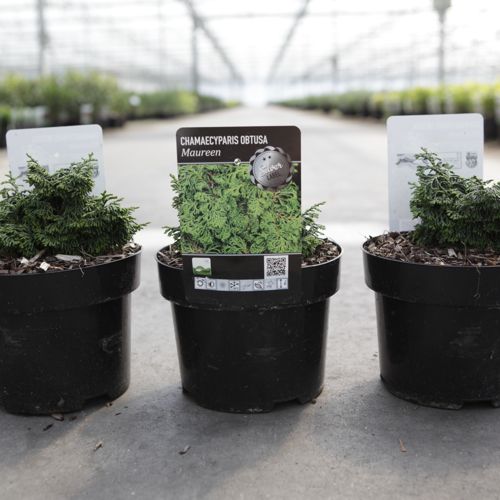[P] Chamaecyparis obtusa 'Maureen' cont. 2L 15/+ cm +p