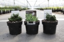 Chamaecyparis obtusa 'Maureen' cont. 2L 15/+ cm +f