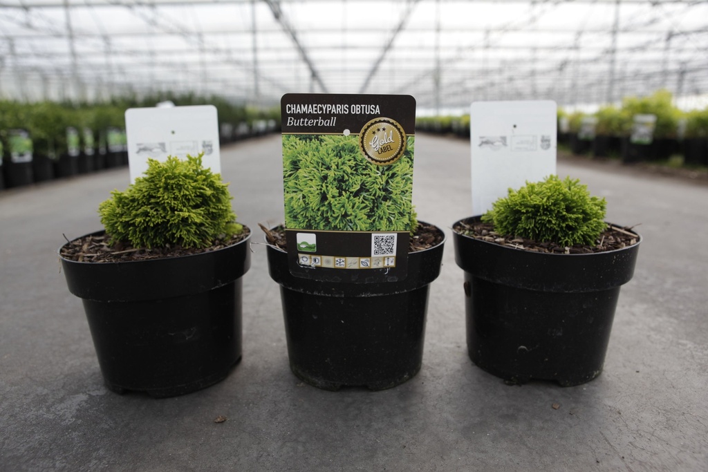 Chamaecyparis obtusa 'Butterball' cont. 2L 15/+ cm +f