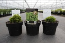 Chamaecyparis obtusa 'Butterball' cont. 2L 15/+ cm +f