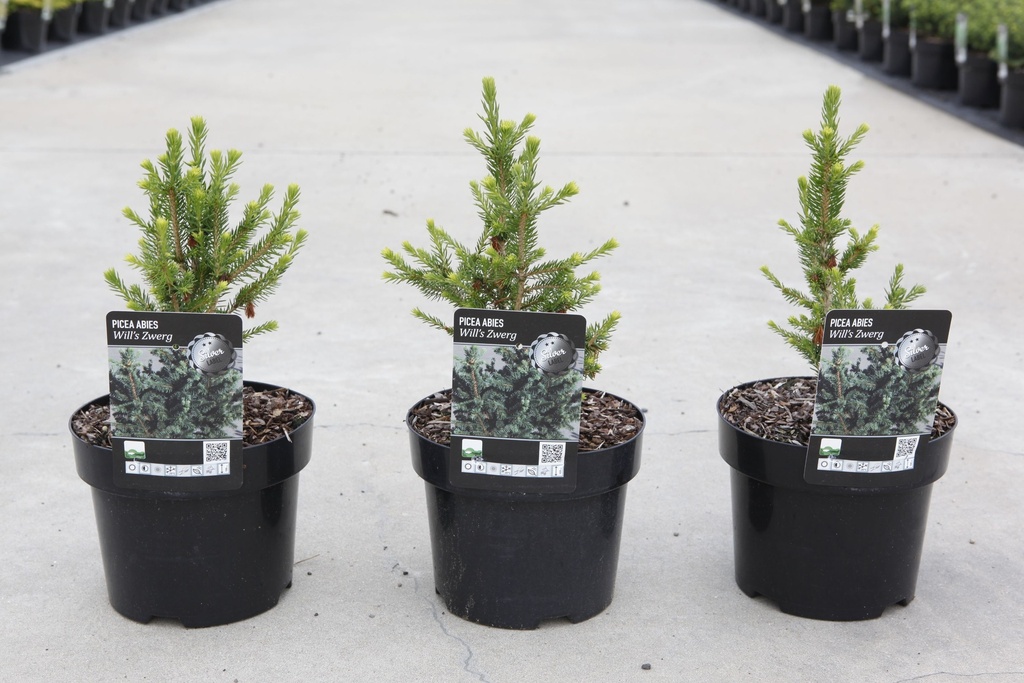 Picea abies 'Wills Zwerg' cont. 2L 15-20 cm +f