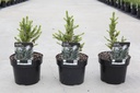 Picea abies 'Wills Zwerg' cont. 2L 15-20 cm +ф