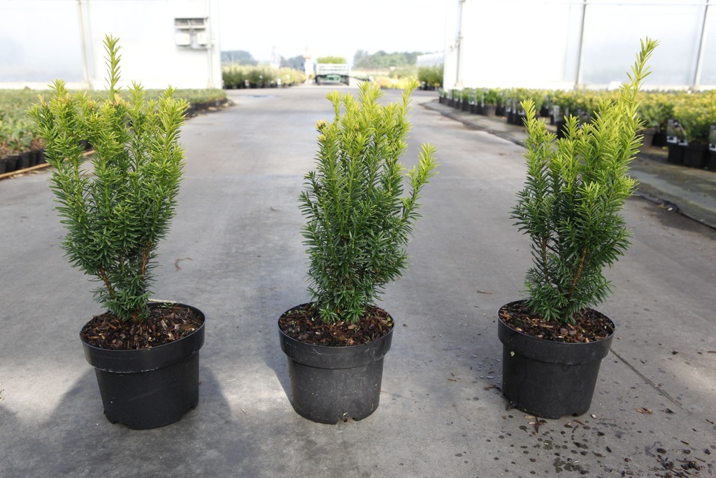 Taxus baccata 'Jalako Sunrise' cont. 2L 30/+ cm +ф