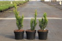 Taxus baccata 'Jalako Sunrise' cont. 2L 30/+ cm +f