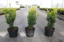 Taxus baccata 'Jalako Sunrise' cont. 2L 30/+ cm +p