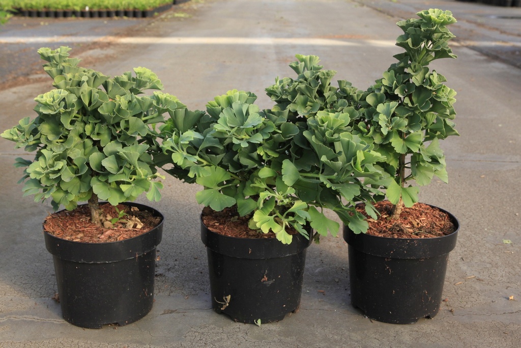 [P] Ginkgo biloba 'Troll' cont. 3,6L 25-30 cm +p