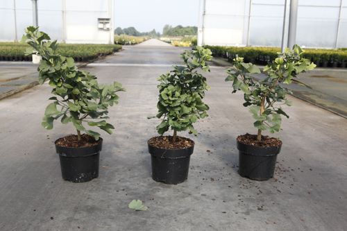 Ginkgo biloba 'Mariken' cont. 3,6L 25-30 cm +B