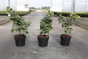 Ginkgo biloba 'Mariken' cont. 3,6L 25-30 cm +p