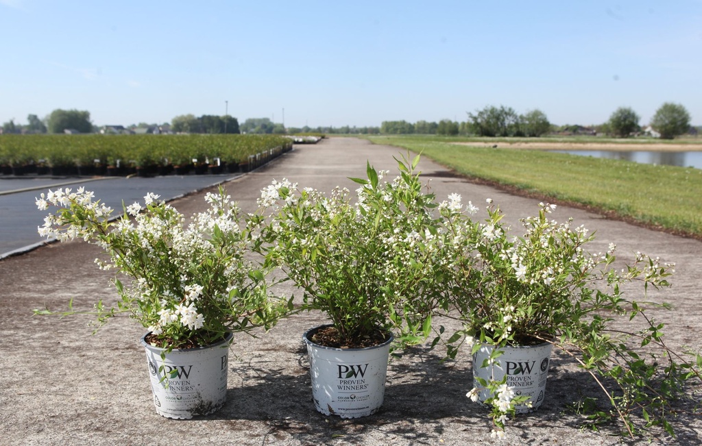 [P] Deutzia Proven Winners® YUKI SNOWFLAKE (PBR) cont. 3L deco 30-40 cm +ф