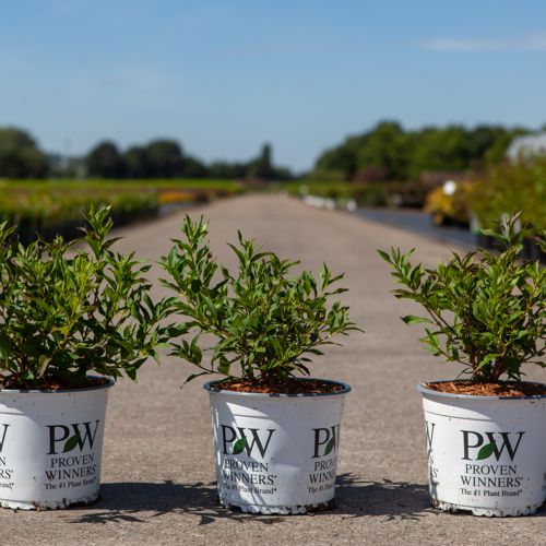 [P] Deutzia Proven Winners® YUKI SNOWFLAKE (PBR) cont. 3L deco 30-40 cm +ф