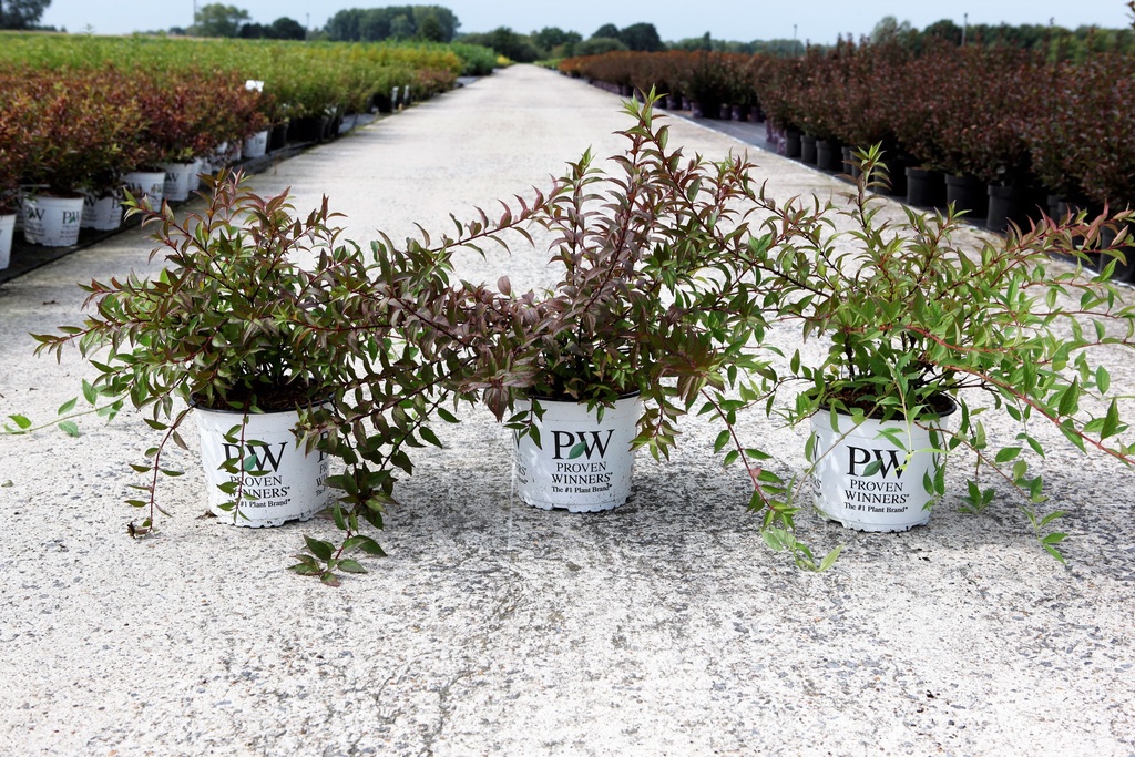 Deutzia Proven Winners® YUKI CHERRY BLOSSOM (PBR) cont. 3L deco 30-40 cm +ф