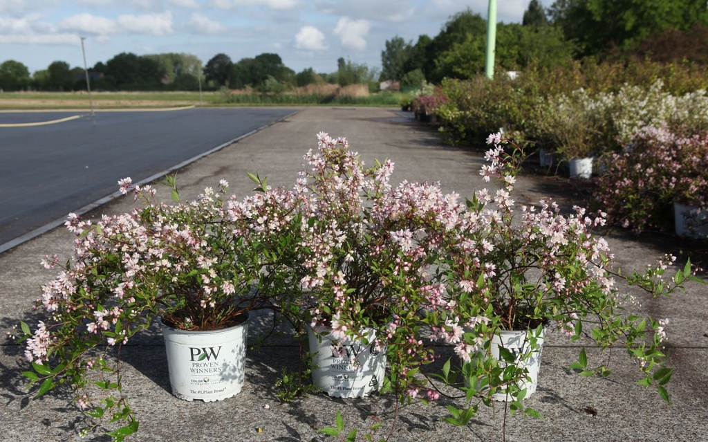 Deutzia Proven Winners® YUKI CHERRY BLOSSOM (PBR) cont. 3L deco 30-40 cm +p