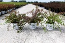 Deutzia Proven Winners® YUKI CHERRY BLOSSOM (PBR) cont. 3L deco 30-40 cm +ф