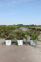 Deutzia Proven Winners® YUKI CHERRY BLOSSOM (PBR) cont. 3L deco 30-40 cm +f