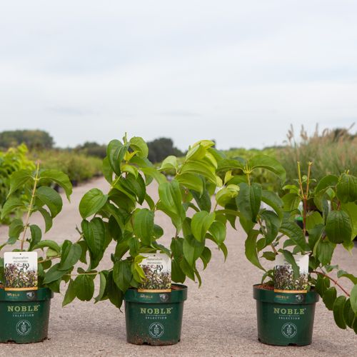[P] Heptacodium miconioides cont. 3,6L deco 40-50 cm +ф
