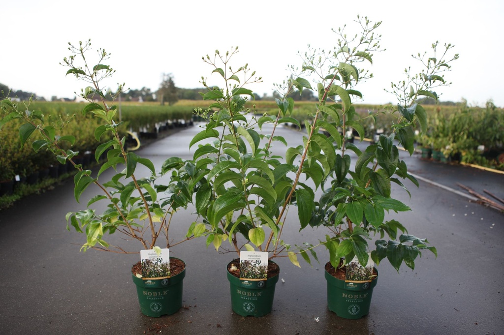 Heptacodium miconioides cont. 3,6L deco 40-50 cm +ф