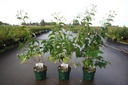 Heptacodium miconioides cont. 3,6L deco 40-50 cm +ф