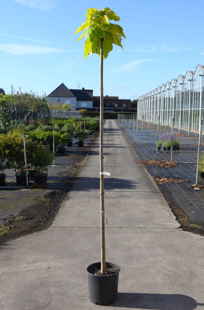 Catalpa bignonioides 'Aurea' cont. 18L standard 8-10