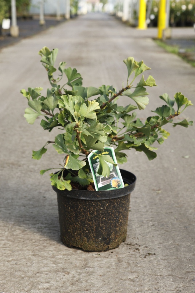 Ginkgo biloba 'Mariken' cont. 5L 30-40 cm +ф