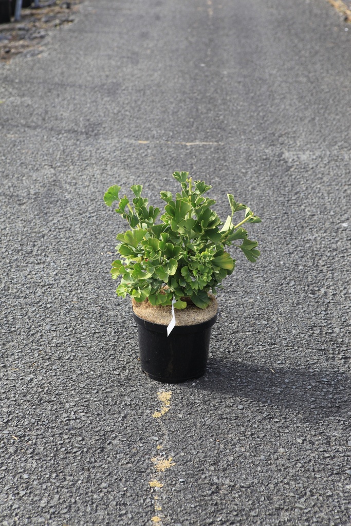 [P] Ginkgo biloba 'Mariken' cont. 5L 30-40 cm +p