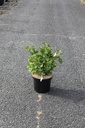Ginkgo biloba 'Mariken' cont. 5L 30-40 cm +f