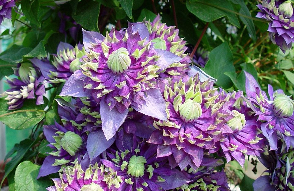 Clematis 'Taiga' (PBR) cont. 3L high 80-100 cm +ф