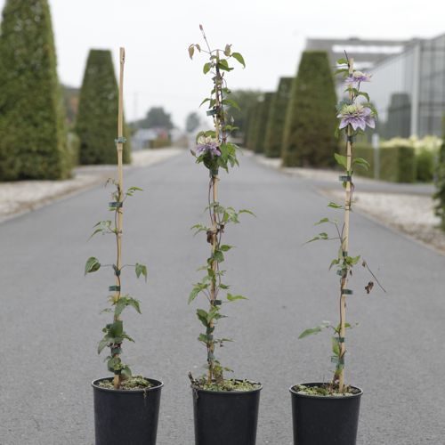 [P] Clematis 'Taiga' (PBR) cont. 3L hoch 80-100 cm +B