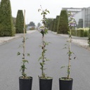 Clematis 'Taiga' (PBR) cont. 3L haut 80-100 cm +p