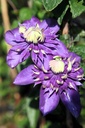 Clematis 'Taiga' (PBR) cont. 3L hoog 80-100 cm +f
