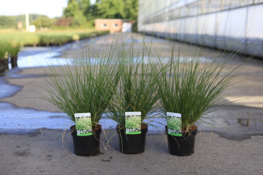 Pennisetum alopecuroides cont. 3,6L +f