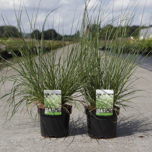 Pennisetum alopecuroides cont. 3,6L +p