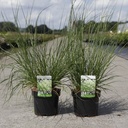 Pennisetum alopecuroides cont. 3,6L +ф