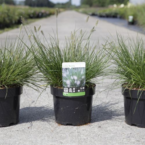 Pennisetum alopecuroides 'Little Bunny' cont. 3,6L +B