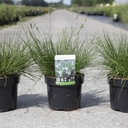 Pennisetum alopecuroides 'Little Bunny' cont. 3,6L +ф