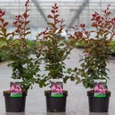 Lagerstroemia indica 'Rhapsody in Pink' cont. 3L 30/+ cm +B