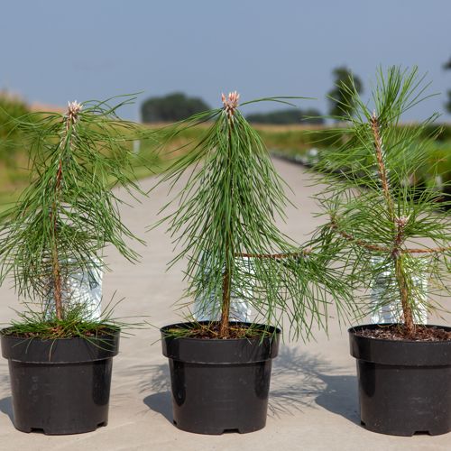 Pinus nigra nigra cont. 3L 30/+ cm +p