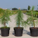 Pinus nigra nigra cont. 3L 30/+ cm +ф