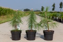 Pinus nigra nigra cont. 3L 30/+ cm +p