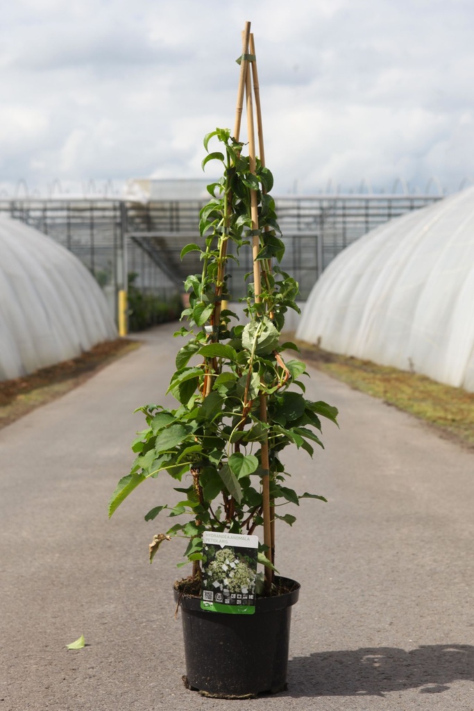 Hydrangea anomala petiolaris cont. 5L 80/+ cm +ф