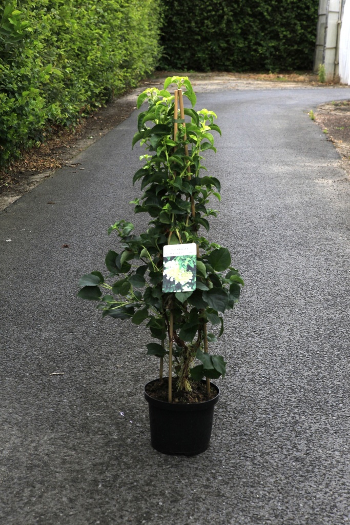 [P] Hydrangea anomala petiolaris cont. 5L 80/+ cm +p