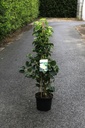 Hydrangea anomala petiolaris Kont. 5L 80/+ cm +B