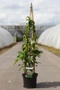 Hydrangea anomala petiolaris cont. 5L 80/+ cm +ф