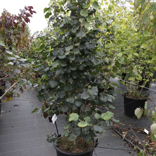 [P] Parrotiopsis jacquemontiana cont. 50L 175-200 cm