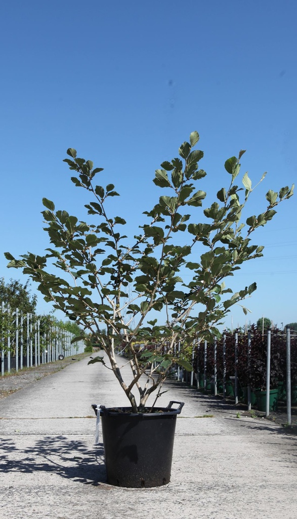 [P] Hamamelis intermedia 'Pallida' cont. 35L 125-150 cm +p