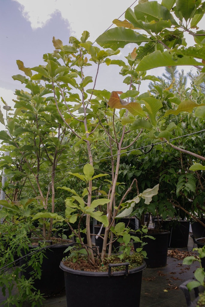 Magnolia tripetala cont. 70L 200/+ cm