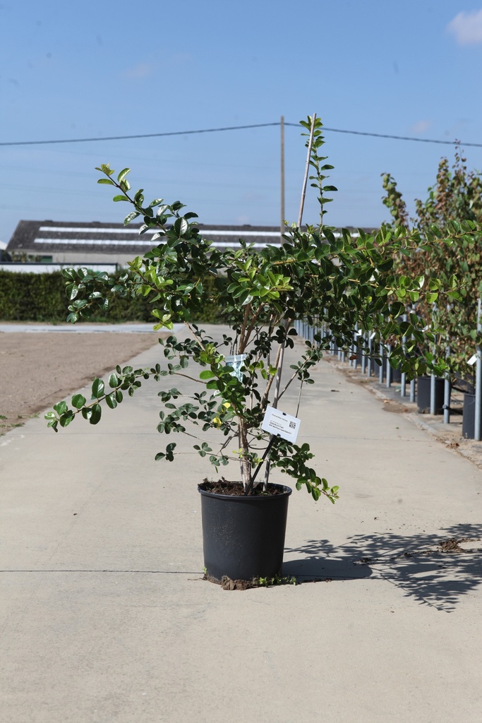 [P] Chionanthus retusus cont. 18L 80-100 cm +f