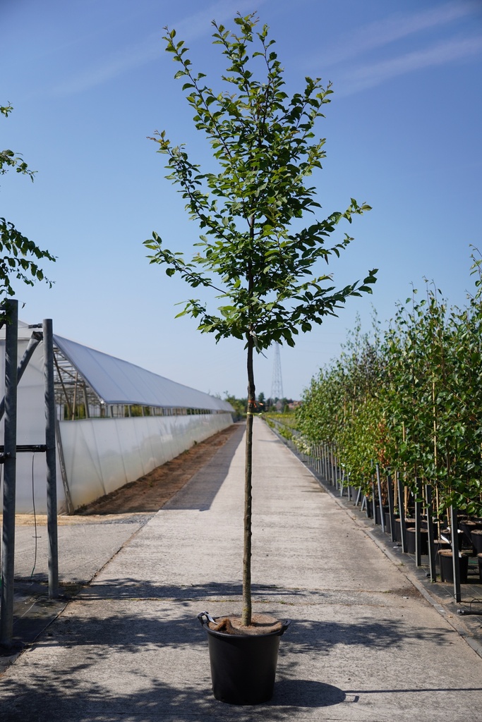 [P] Carpinus betulus cont. 35L hoogstam 10-12