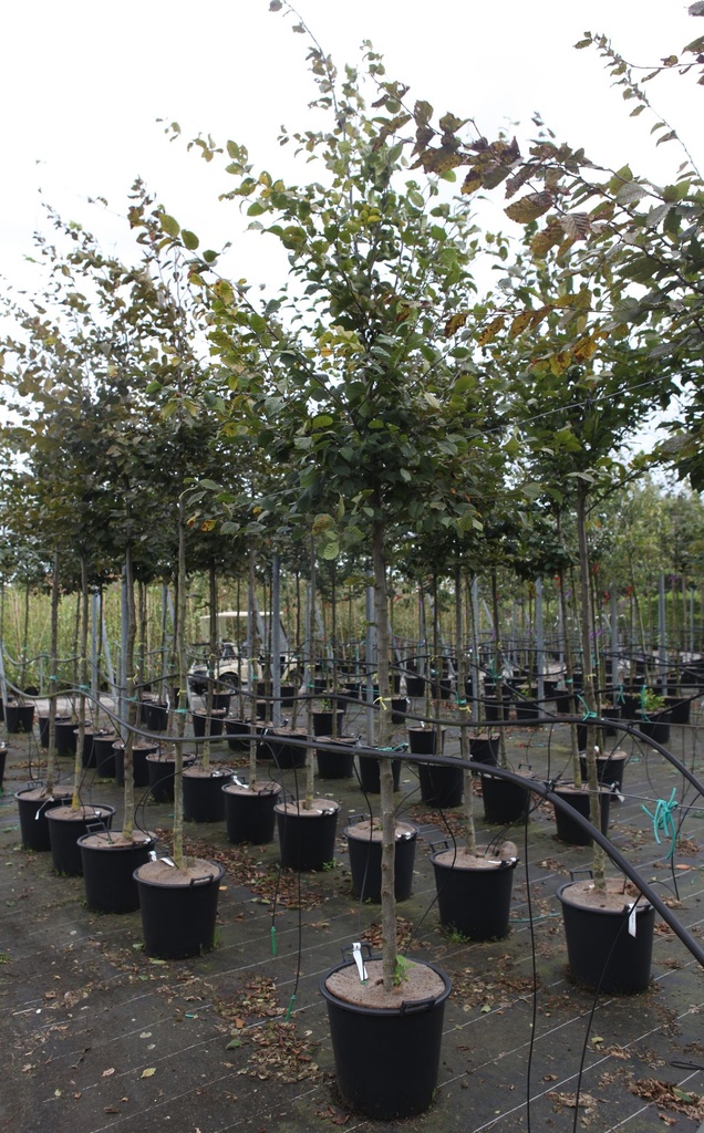 [P] Carpinus betulus cont. 35L standard 10-12