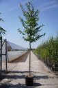 Carpinus betulus cont. 35L standard 10-12