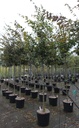 Carpinus betulus cont. 35L tige haute 10-12